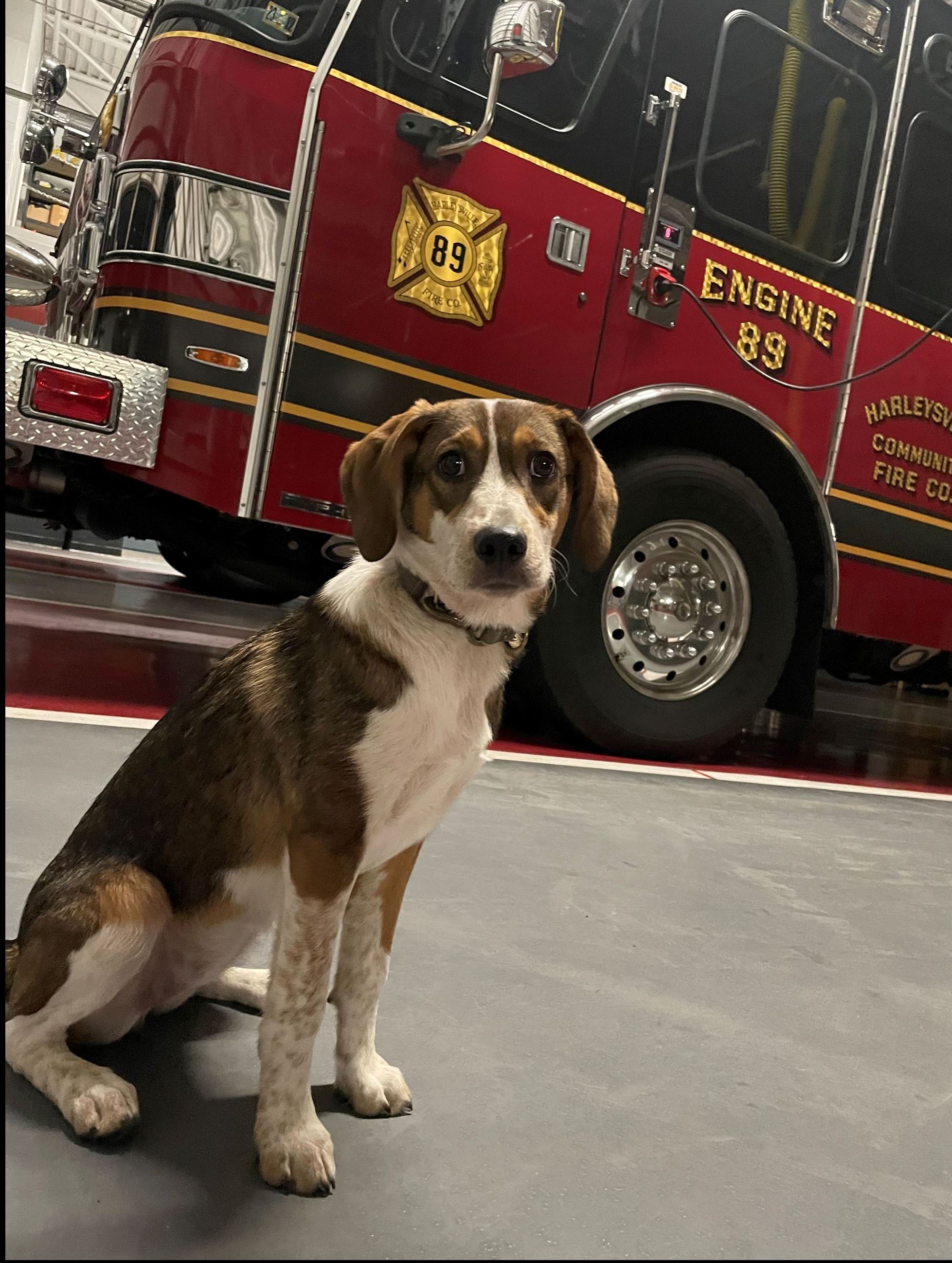 Bayley with Firetruck