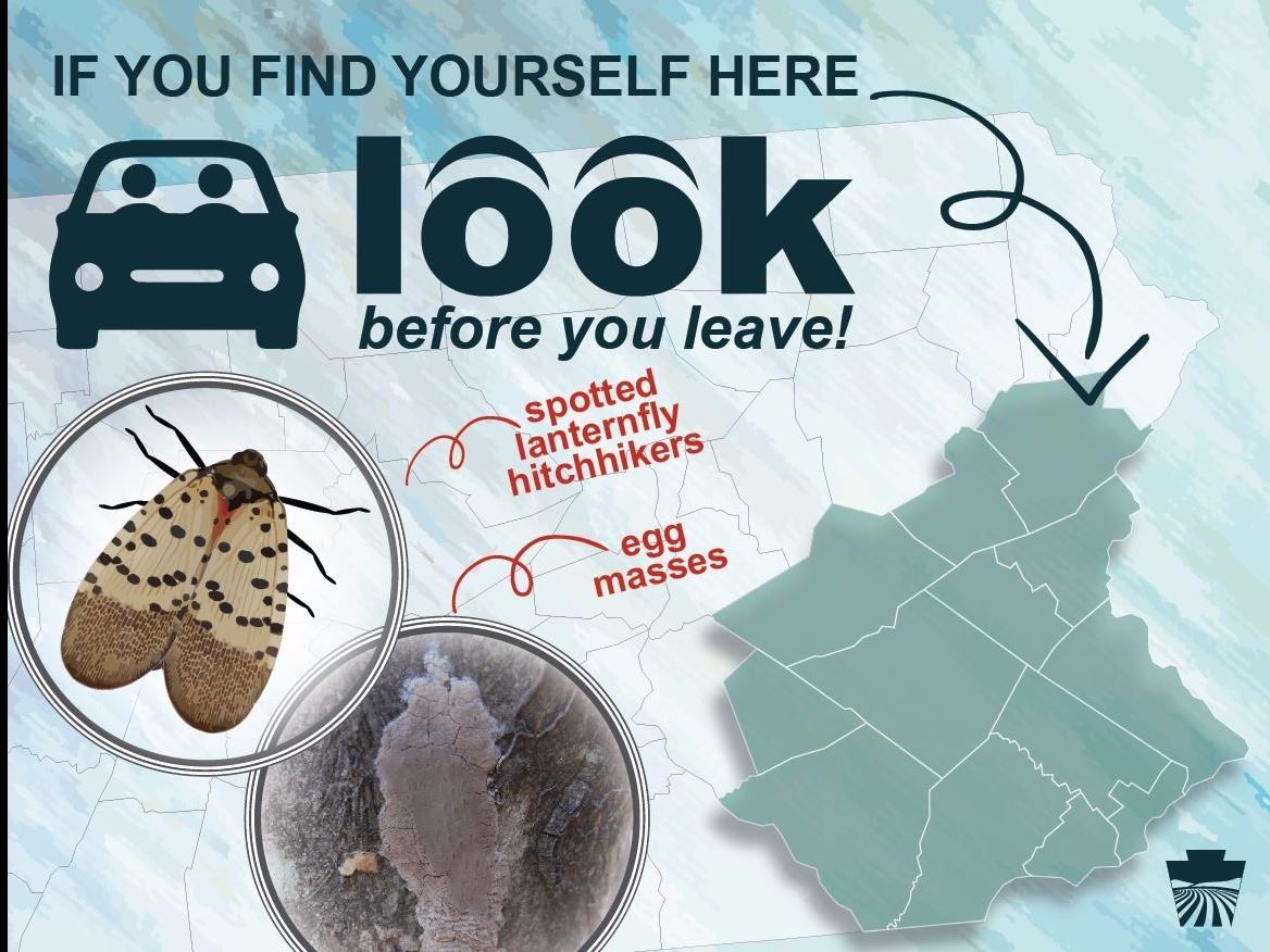 Spotted Lantern Fly Look before you Leave